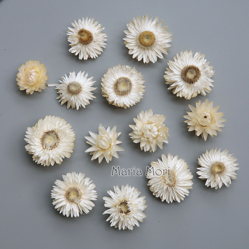 Natural Dried Colorful Chrysan - Candle Making Process review and price
