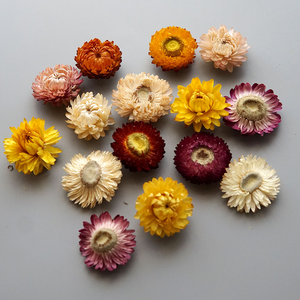 Natural Dried Colorful Chrysan - Candle Making Process review and price