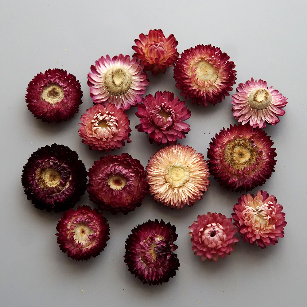 Natural Dried Colorful Chrysan - Candle Making Process review and price