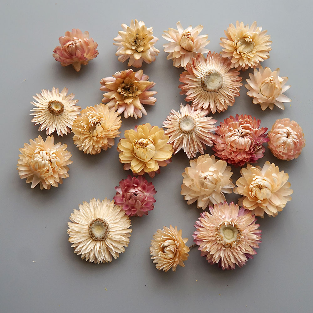 Natural Dried Colorful Chrysan - Candle Making Process review and price