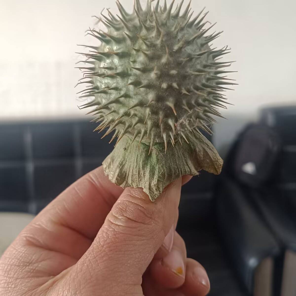 High-Quality Natural Dried Dat - Candle Making And Perfume review and price