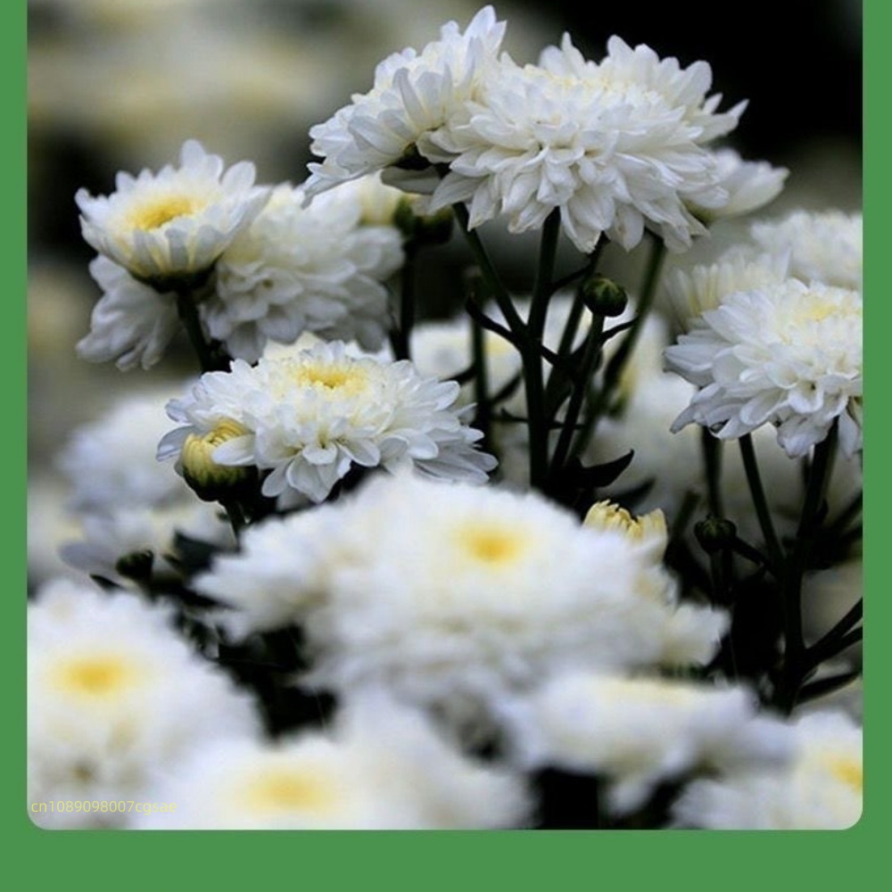 Natural Dried Flower Materials - Candle Making And Perfume review and price