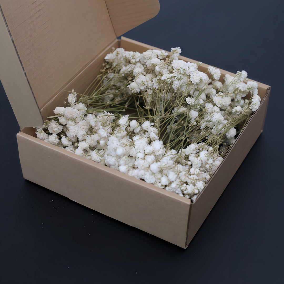 50Pcs Mini White Dried Baby's  - Candle Making Event review and price