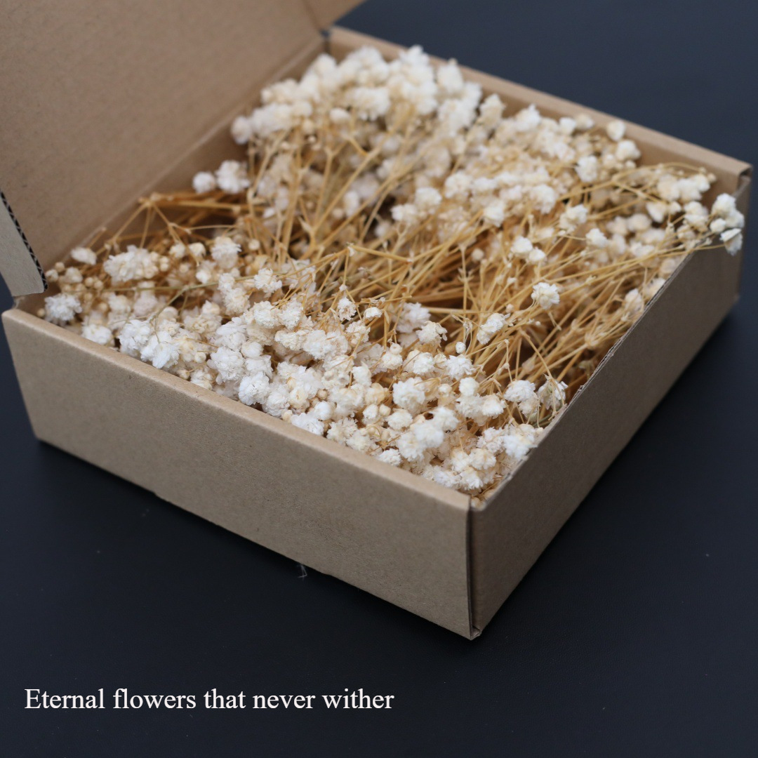50Pcs Mini White Dried Baby's  - Candle Making Event review and price